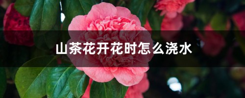 山茶花开花时怎么浇水，花期可以喷水吗