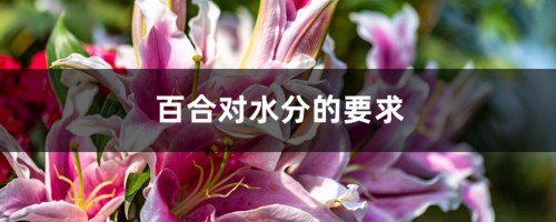 百合对水分的要求