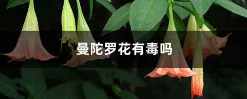 曼陀罗花有毒吗