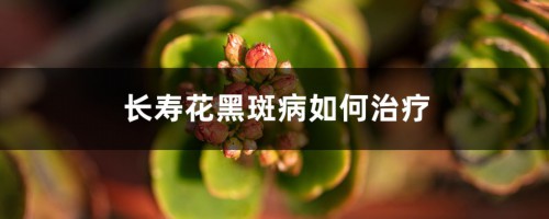 长寿花黑斑病如何治疗