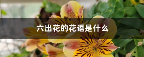 六出花的花语是什么