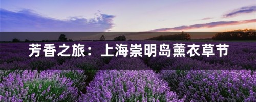 芳香之旅：上海崇明岛薰衣草节