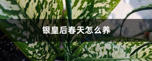 银皇后春天怎么养