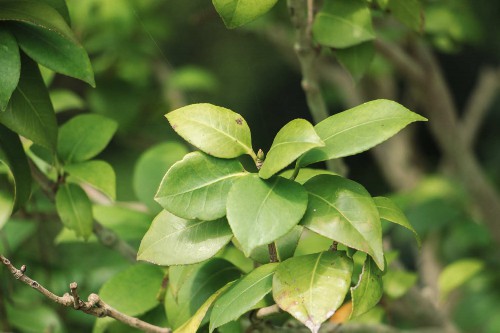 山茶花