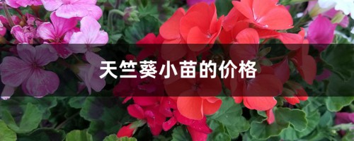 天竺葵小苗的价格，小苗养殖方法有哪些