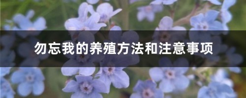 勿忘我的养殖方法和注意事项