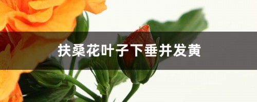 扶桑花叶子下垂并发黄怎么办