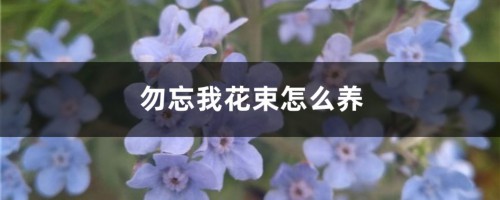 勿忘我花束怎么养