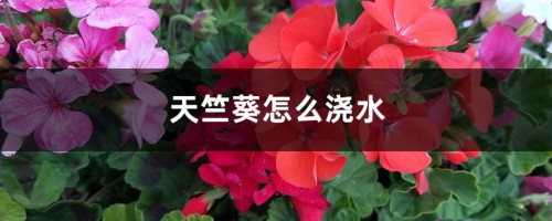 天竺葵怎么浇水