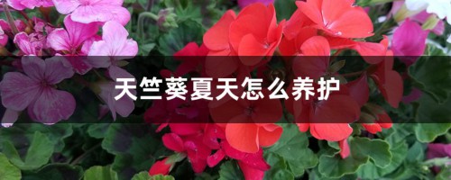 天竺葵夏天怎么养护