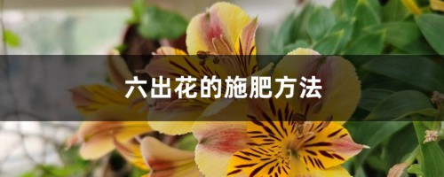 六出花的施肥方法